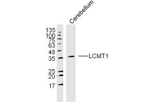 Mouse cerebellum lysates probed with LCMT1 Polyclonal Antibody, unconjugated  at 1:300 overnight at 4°C followed by a conjugated secondary antibody at 1:10000 for 90 minutes at 37°C.