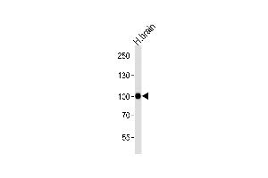 Western blot analysis of lysate from human brain tissue lysate, using CDH13 Antibody at 1:1000 at each lane. (Cadherin 13 anticorps  (C-Term))