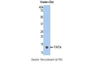 Western Blotting (WB) image for anti-Prokineticin 2 (PROK2) (AA 29-107) antibody (ABIN1172319) (PROK2 anticorps  (AA 29-107))