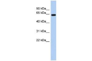 WB Suggested Anti-RUNX1 Antibody Titration:  0. (RUNX1 anticorps  (Middle Region))
