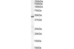 ABIN185384 (0. (PAI1 anticorps  (Internal Region))