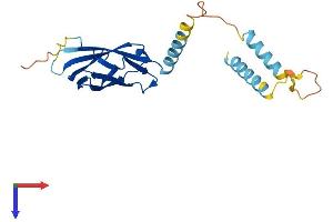 AlphaFold protein structure predicition of Mouse Recombinant Mospd1 Protein, UniprotID Q8VEL0