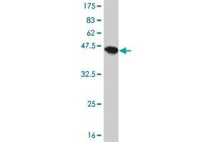 Western Blot detection against Immunogen (41.