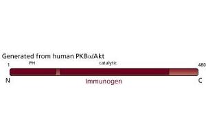 Image no. 4 for anti-V-Akt Murine Thymoma Viral Oncogene Homolog 1 (AKT1) antibody (ABIN968218)