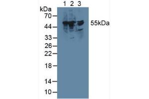 Western blot analysis of (1) Rat Liver Tissue, (2) Mouse RAW 2647 Cells and (3) Rat Brain Tissue.