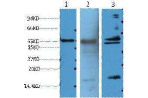 Western Blotting (WB) image for anti-Aquaporin 4 (AQP4) antibody (ABIN3178615) (Aquaporin 4 anticorps)