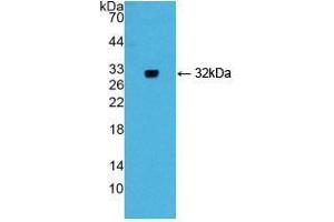 Western blot analysis of recombinant Mouse GIF. (Intrinsic Factor anticorps  (AA 31-288))