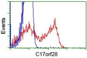 HEK293T cells transfected with either RC206740 overexpress plasmid (Red) or empty vector control plasmid (Blue) were immunostained by anti-C17orf28 antibody (ABIN2452858), and then analyzed by flow cytometry. (HID1/DMC1 anticorps)