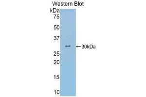 Western Blotting (WB) image for anti-Crystallin, lambda 1 (CRYL1) (AA 24-232) antibody (ABIN1858508) (CRYL1 anticorps  (AA 24-232))