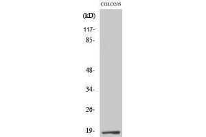 Western Blotting (WB) image for anti-Transcription Elongation Factor A (SII)-Like 1 (TCEAL1) (Internal Region) antibody (ABIN3180357) (TCEAL1 anticorps  (Internal Region))