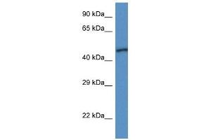 Western Blot showing UQCRC1 antibody used at a concentration of 1 ug/ml against Fetal Heart Lysate (UQCRC1 anticorps  (N-Term))