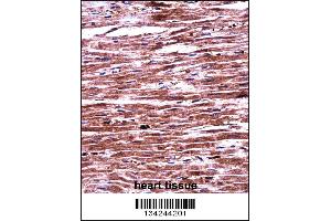 anti-Ring Finger Protein 19A (RNF19A) (AA 384-413) antibody