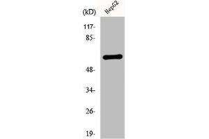 Western Blot analysis of HepG2 cells using Cytokeratin 5 Polyclonal Antibody (Cytokeratin 5 anticorps  (C-Term))
