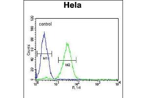 Flow cytometric analysis of Hela cells (right histogram) compared to a negative control cell (left histogram). (CREM anticorps  (C-Term))