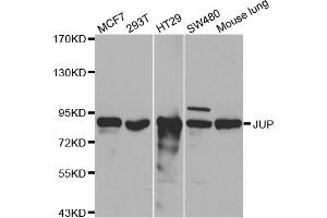 Western blot analysis of extracts of various cell lines, using JUP antibody (ABIN5970353) at 1/500 dilution. (JUP anticorps)
