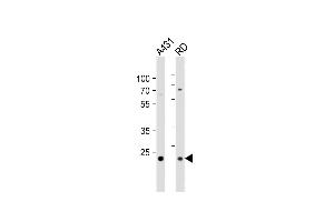 All lanes : Anti-AB Antibody (Center) at 1:1000 dilution Lane 1: A431 whole cell lysates Lane 2: RD whole cell lysates Lysates/proteins at 20 μg per lane. (MMAB anticorps  (AA 50-81))