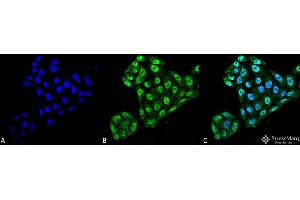 Immunocytochemistry/Immunofluorescence analysis using Mouse Anti-EndoPDI Monoclonal Antibody, Clone 2E7/7 . (P4HB anticorps  (AA 52-63) (Atto 390))