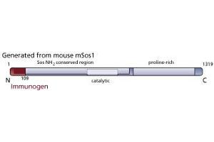 Image no. 2 for anti-Son of Sevenless Homolog 1 (SOS1) (AA 1-109) antibody (ABIN967741) (SOS1 anticorps  (AA 1-109))