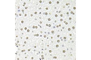 Immunohistochemistry of paraffin-embedded mouse liver using FBL antibody (ABIN6292110) at dilution of 1:100 (40x lens). (Fibrillarin anticorps)