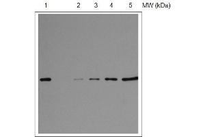 Western Blotting (WB) image for anti-30S Ribosomal Protein S1 (S1) (RPSA) (C-Term) antibody (ABIN5326724)