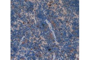 IHC-P analysis of spleen tissue, with DAB staining. (GDF3 anticorps  (AA 253-366))