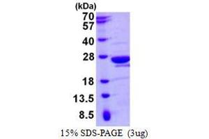 Image no. 1 for RAN Guanine Nucleotide Release Factor (RANGRF) protein (His tag) (ABIN1098330)