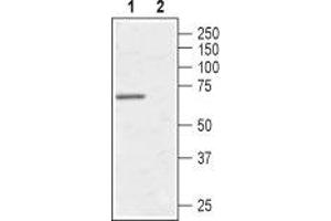 Western blot analysis of human Burkitt's lymphoma (Daudi) cell line: - 1. (AVPR1A anticorps  (C-Term, Intracellular))