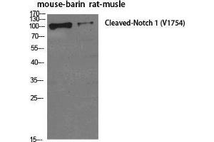 Western Blot (WB) analysis of specific cells using Cleaved-Notch 1 (V1754) Polyclonal Antibody. (Notch1 anticorps  (cleaved, Val1754))