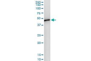 Immunoprecipitation of WDR4 transfected lysate using anti-WDR4 MaxPab rabbit polyclonal antibody and Protein A Magnetic Bead , and immunoblotted with WDR4 MaxPab mouse polyclonal antibody (B01) .