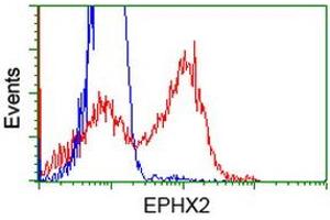 HEK293T cells transfected with either RC202489 overexpress plasmid (Red) or empty vector control plasmid (Blue) were immunostained by anti-EPHX2 antibody (ABIN2452988), and then analyzed by flow cytometry. (EPHX2 anticorps)