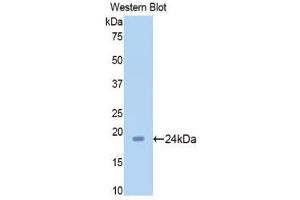 Western Blotting (WB) image for anti-Sirtuin 5 (SIRT5) (AA 48-244) antibody (ABIN1176396) (SIRT5 anticorps  (AA 48-244))