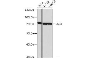 Western blot analysis of extracts of various cell lines using SIGLEC3/CD33 Polyclonal Antibody at dilution of 1:1000. (CD33 anticorps)