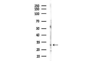 Western blot analysis of lysates from Rat liver, using PRDX4 Antibody at 1/1000 dilution.