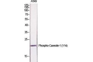 Western Blot (WB) analysis of specific cells using Phospho-Caveolin-1 (Y14) Polyclonal Antibody.