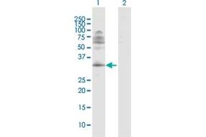 Western Blot analysis of ING4 expression in transfected 293T cell line by ING4 MaxPab polyclonal antibody.