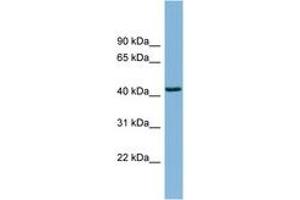 Image no. 1 for anti-DnaJ (Hsp40) Homolog, Subfamily B, Member 12 (DNAJB12) (AA 287-336) antibody (ABIN6742018) (DNAJB12 anticorps  (AA 287-336))