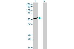Western Blot analysis of DARS expression in transfected 293T cell line by DARS monoclonal antibody (M01), clone 2F11.