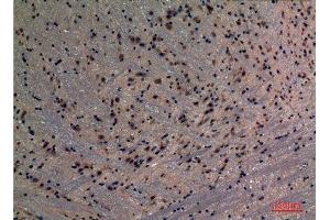 Immunohistochemistry (IHC) analysis of paraffin-embedded Mouse Brain, antibody was diluted at 1:100.