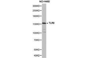 Western Blotting (WB) image for anti-Toll-Like Receptor 8 (TLR8) antibody (ABIN1875114) (TLR8 anticorps)