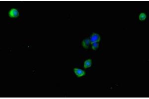 Immunofluorescent analysis of HepG2 cells using ABIN7163495 at dilution of 1:100 and Alexa Fluor 488-congugated AffiniPure Goat Anti-Rabbit IgG(H+L) (PLAC9 anticorps  (AA 25-97))