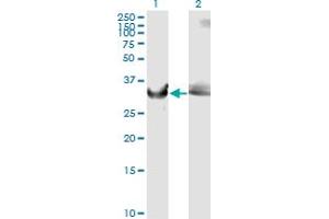 Western Blot analysis of GAPDH expression in transfected 293T cell line by GAPDH monoclonal antibody (M01), clone 3C2. (GAPDH anticorps  (AA 226-335))