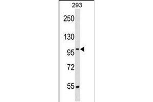 Western blot analysis in 293 cell line lysates (35ug/lane). (SRRT anticorps  (N-Term))