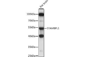 Western blot analysis of extracts of rat brain, using ST antibody (ABIN7270582) at 1:1000 dilution. (STAMBPL1 anticorps  (AA 120-250))