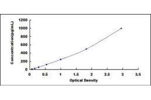 ELISA image for Nerve Growth Factor (NGF) ELISA Kit (ABIN415528)