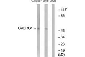 Western blot analysis of extracts from LOVO/RAW264. (GABRg1 anticorps  (AA 11-60))