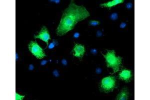 Anti-RPN1 mouse monoclonal antibody (ABIN2455097) immunofluorescent staining of COS7 cells transiently transfected by pCMV6-ENTRY RPN1 (RC201554). (RPN1 anticorps)