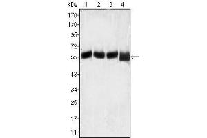 Western Blot showing LCK antibody used against MOLT-4 (1), CCRF-CEM (2), CCRF-HSB-2 (3) and Jurkat (4) cell lysate. (LCK anticorps)
