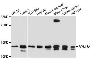 Western blot analysis of extracts of various cell lines, using RPS15A antibody. (RPS15A anticorps  (AA 1-130))