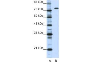 Western Blotting (WB) image for anti-Nucleolin (NCL) antibody (ABIN2462187) (Nucleolin anticorps)