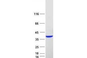 Validation with Western Blot